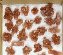 Lot: Assorted Twinned Aragonite Clusters - Pieces #134145-2